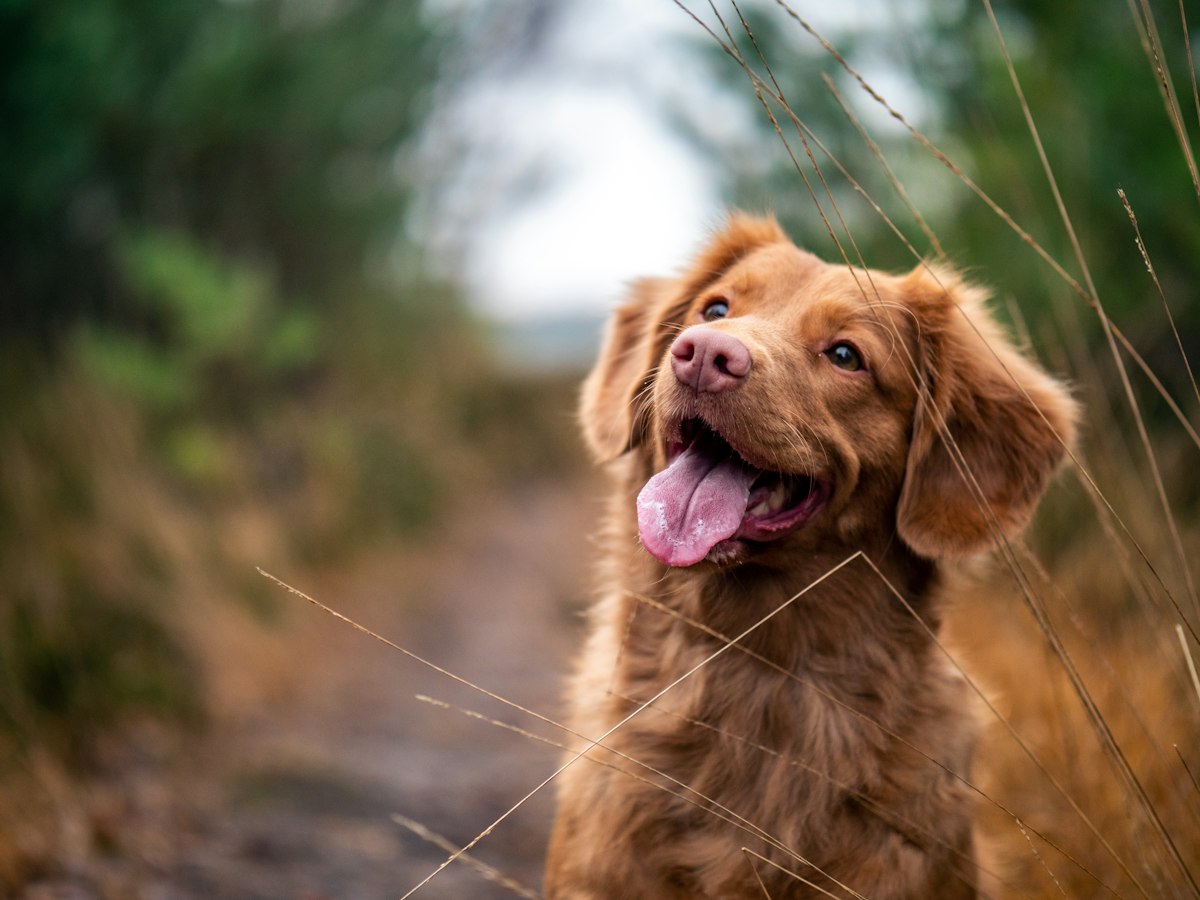 Perro sano y feliz
