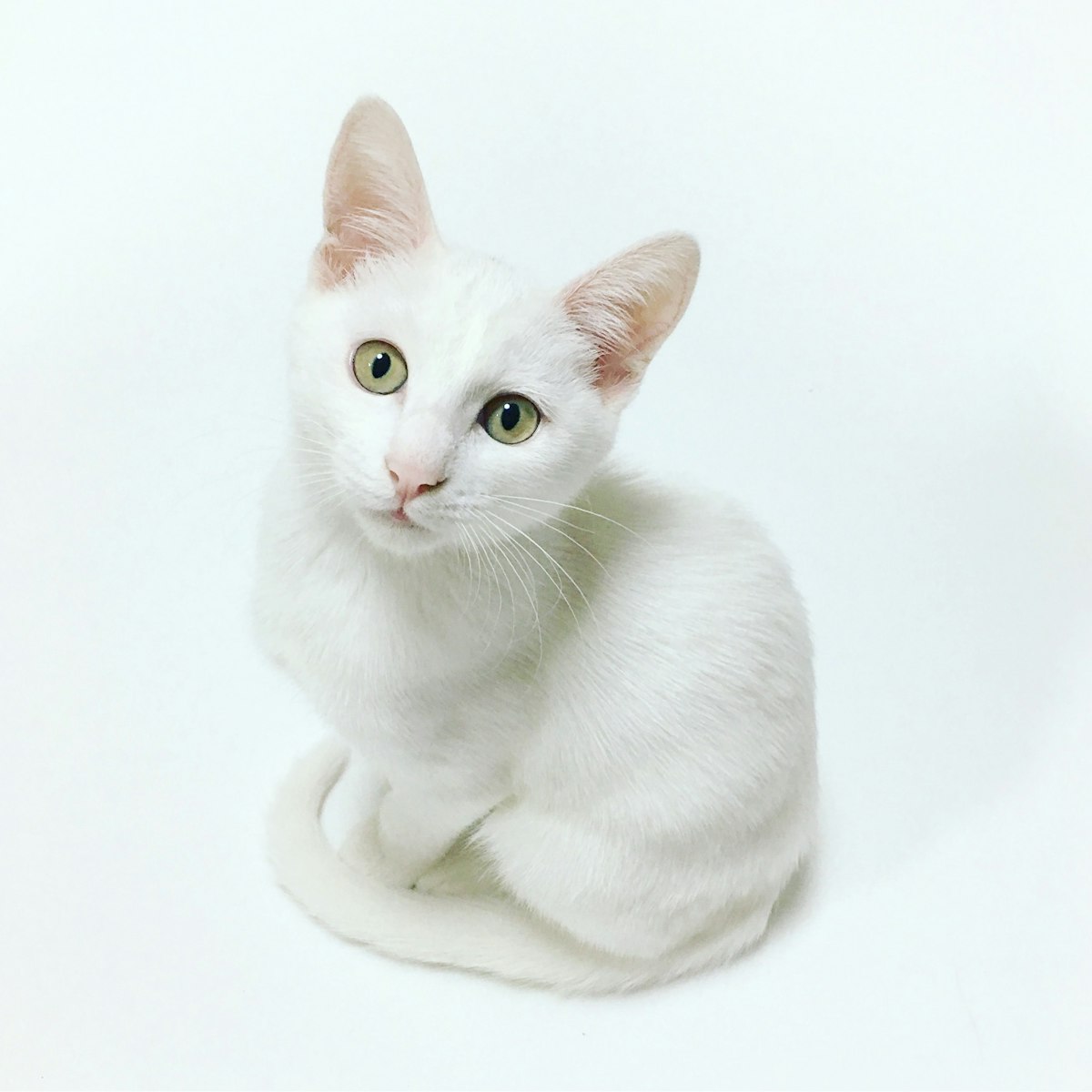 Gatito en control veterinario