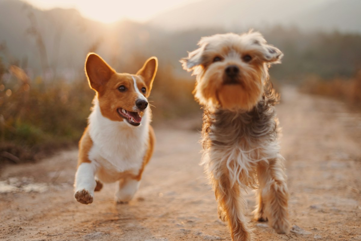 Perros jugando sanos