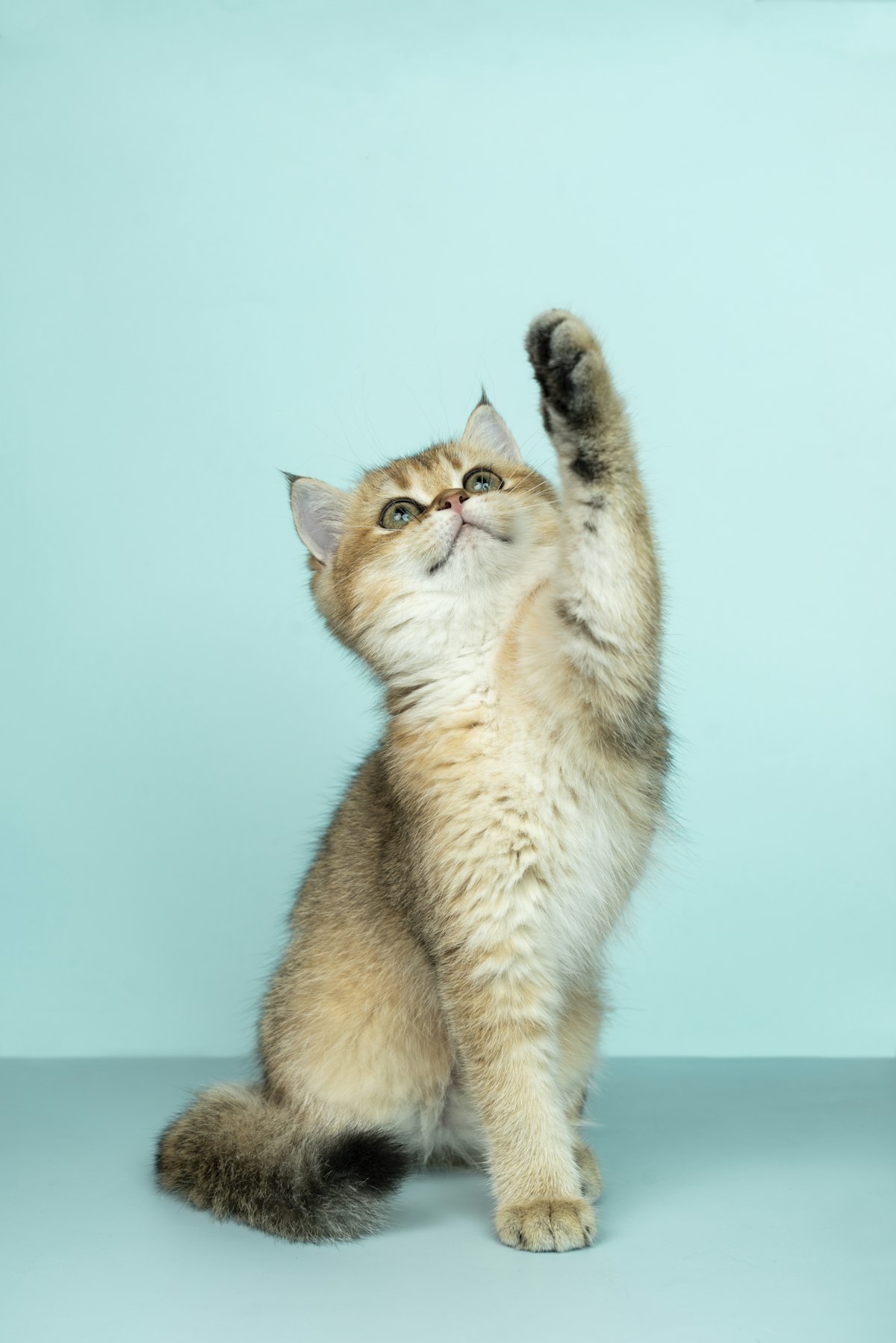 Gatito curioso